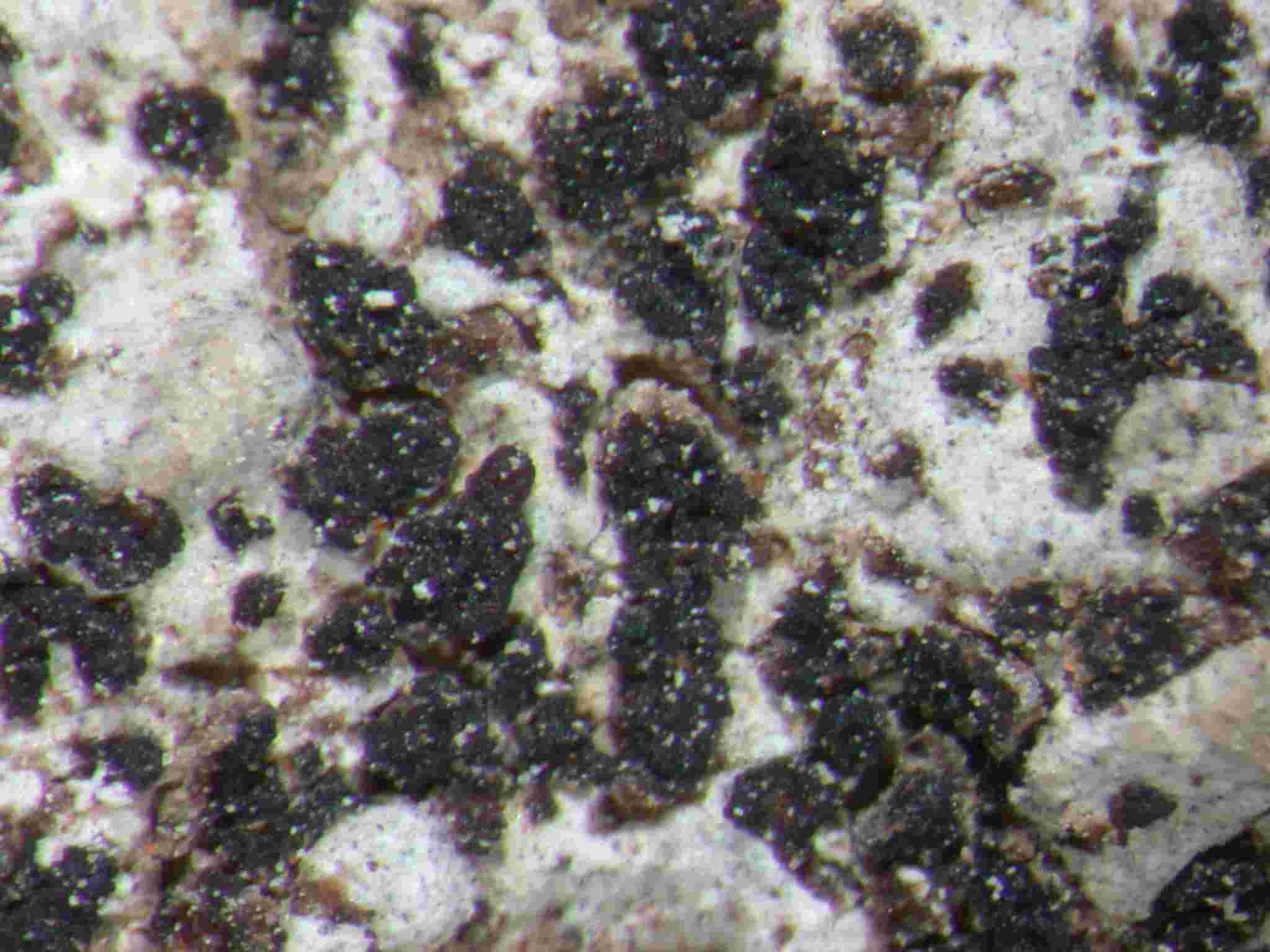 [Psorotichia murorum]
